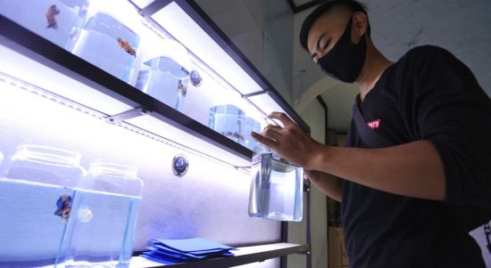 budidaya ikan cupang (2)