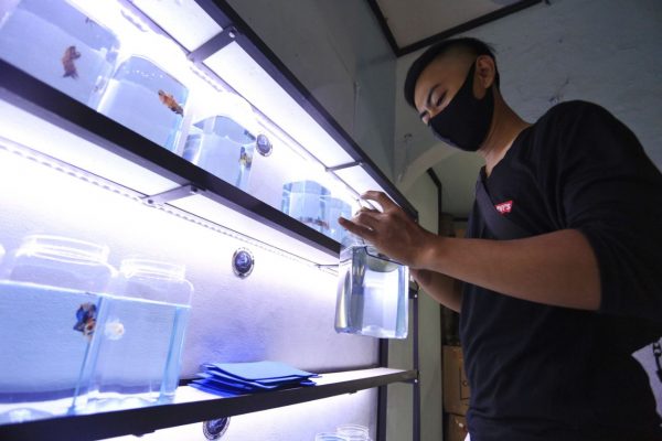 budidaya ikan cupang (2)